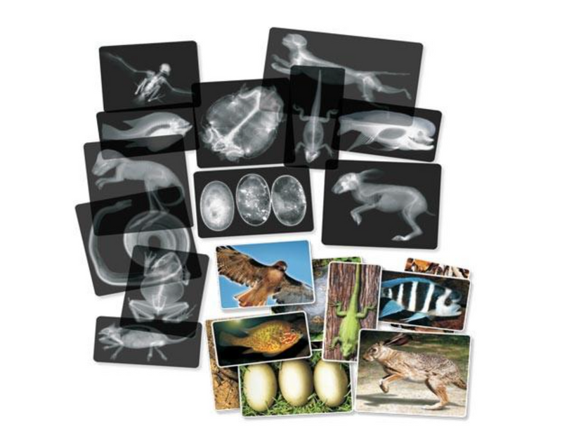 Animal X-Rays©, 14/pkg